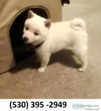 Fhghryu lovable shiba inu puppies ready