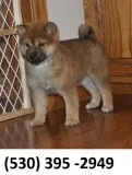 Gvfcdert lovable shiba inu puppies ready