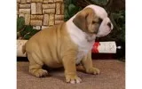 Akc english bulldog puppies