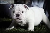 Two english bulldog puppies