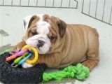 English bulldog puppies