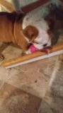Healthy english bulldog puppies