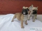 Adorable male french bull dogs 