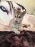 Siberian husky x german shepherd pups