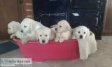 Purebred golden retriever puppies 