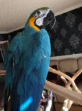 Hyacinth macaws for sale 