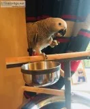 African grey parrot available
