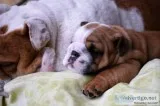 English bulldog puppies 