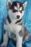 Sweet siberian husky puppies $45000