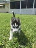 Adorable siberian husky pups for sale