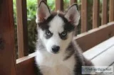 Adorable husky puppies