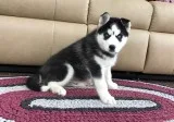Pure bred full pedigree siberian husky p