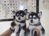 Cute and sweet siberian husky puppies