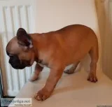 Beautiful Frech Bulldog puppies
