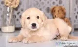 Full Pedigree Golden Retriever Puppies