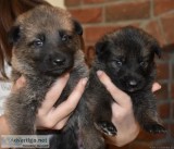 Quality German Shepherd puppies