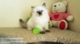 Purebred Ragdoll Kittens To Good Homes