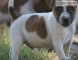 Beautiful Miniature Jack Russell puppies