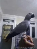 Accommodated Congo Grey parrots