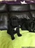 Stunning Pedigree Cane Corso Puppies
