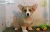 Outstanding Pembrokeshire Corgis Puppies