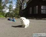 Maltese puppies ready for you