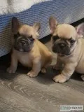 Quality Kc Reg French Bulldog Pups
