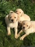 Kc Reg. Labrador Retriever Puppies
