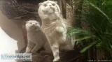 ..House Trained Scottish Fold Kittens For Sale...