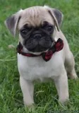Gorgeous Pug Puppies For Sale.