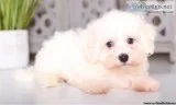 Beautiful Bichon Frise Puppies Ready Now
