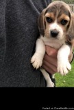 Stunning Kc Registered Beagles