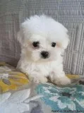 Kc Registered Maltese Puppies