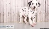 Quality Kc Registered Dalmatian Puppies