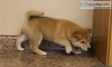 Beautiful Japanese Shiba Inu
