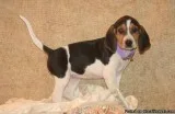 American Foxhound Puppies For Lovely Homes