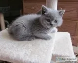 Pretty Blue-Cream British Shorthair kitten