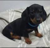 Miniature Dachshund Puppies  Available