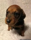 Pure Dachhund Puppies Pra Clear