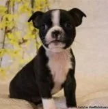 Quality Show Boston Terrier