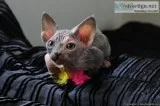 Bambino boy and  girl Sphynx kittens ready