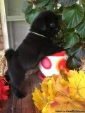 Adorable Pug Puppies To Good Homes.