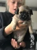 Achieving Chorkie puppies