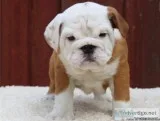 English Bulldog Puppies Kc Reg Only 2 Left