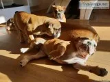 my adorable and well trained english bulldog puppies are out to 