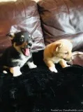 Beautiful Pembrokeshire Corgi Puppies