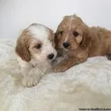 Extensive Health Tested Cockapoo Puppies