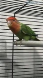 Lovebirds and Green Cheek Conures