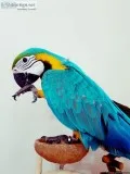 Blue and Gold Macaw Parrot