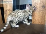savannah kittens for re-homing.